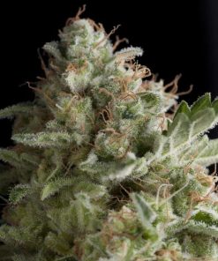 American Pie feminizada de Pyramid Seeds