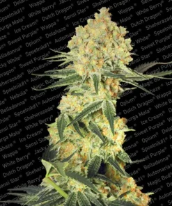Auto Wappa de Paradise Seeds
