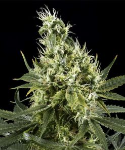 Arjan’s Haze 3 feminizada de Green House Seeds