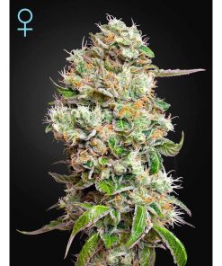 King´s Kush CBD autofloreciente de Green House Seeds