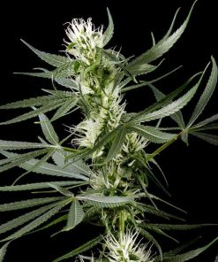 Super Silver Haze CBD feminizada de Green House Seeds