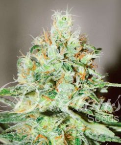 Jagg Kush feminizada de Delicious Seeds