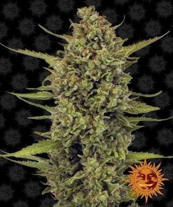 Acapulco Gold feminizada de Barney’s Farm