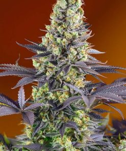 Sweet Zensation feminizada de Sweet Seeds