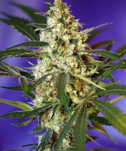 Fast Bud Autofloreciente de Sweet Seeds