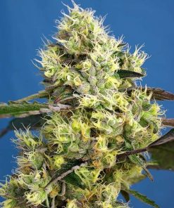 Sweet Gelato Auto de Sweet Seeds