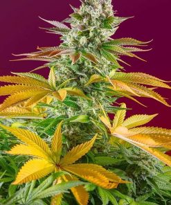 Gorilla Girl F1 Fast Version feminizada de Sweet Seeds