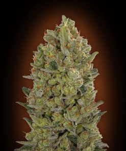 Auto 00 Cheese feminizada de 00 Seeds