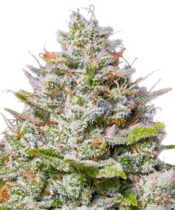 Blue Gelato 41 feminizada de Barney’s Farm