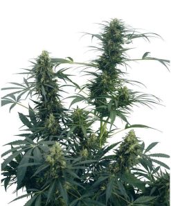 Guerrilla’s Gusto regular de Sensi Seeds