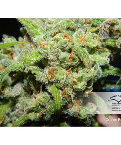 Orange Bud regular de Dutch Passion