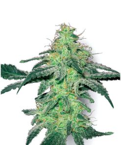 White Skunk regular de White Label Seeds