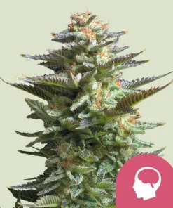 Amnesia Haze feminizada de Royal Queen Seeds