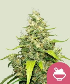 Blue Gelato feminizada de Royal Queen Seeds