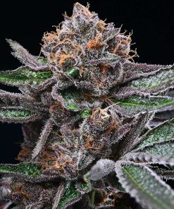 Candy Candy feminizada de Cookies Seed Bank