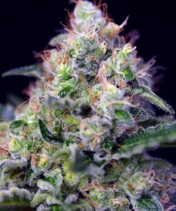 Cream Caramel feminizada de Sweet Seeds
