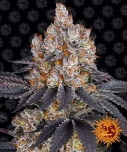 Gelato feminizada de Barney’s Farm