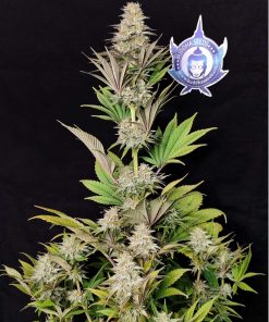 Morpheus CBD feminizada de Buddha Seeds