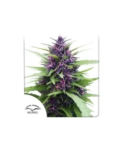 Shaman feminizada de Dutch Passion